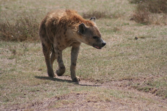 2011_Ngorogoro_Hyne