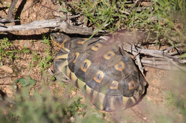 2015_LeopardTurtle