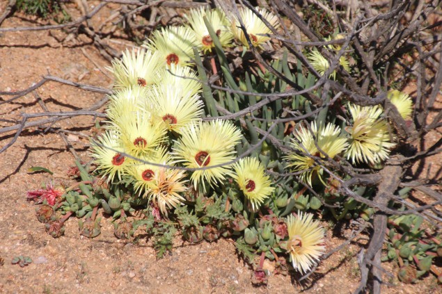 2015_Namaqua
