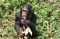 2007_Schimpanse_Uganda