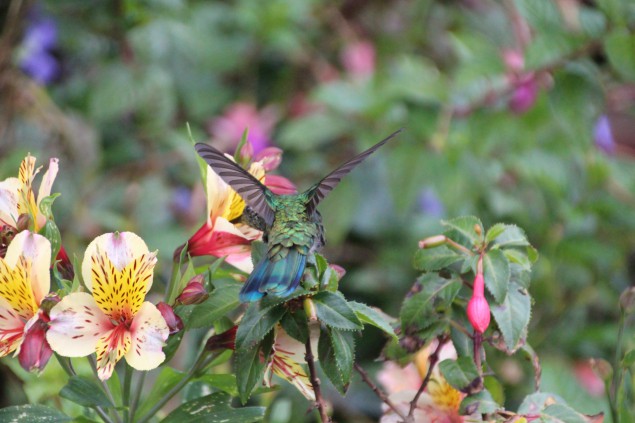 2014_Kolumbien_Kolibri3