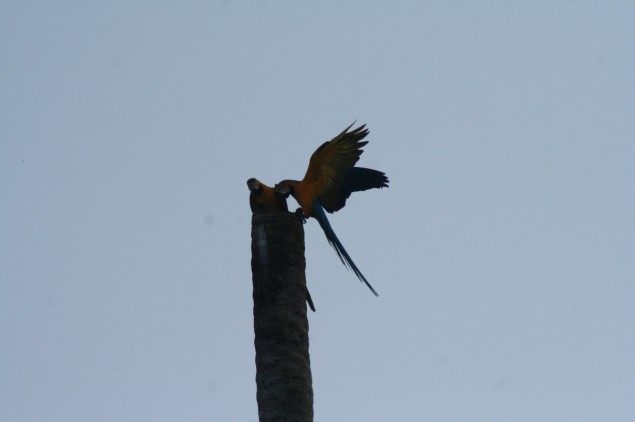 Peru_2009_Ara