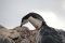 2018_anktarktis_s0024
