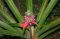 Peru_2009_Flora